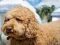 بازی Labradoodle Jigsaw آنلاین