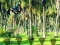 بازی Rescue Tasmanian Tiger آنلاین