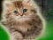 بازی Couple Kitten Escape آنلاین