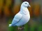بازی Realistic Pigeon Rescue آنلاین