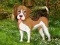 بازی Flower Garden Dog Escape آنلاین