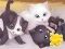 بازی Jigsaw Puzzle: Playing Cats آنلاین
