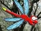 بازی Escape From Dragonfly Forest آنلاین