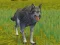 بازی The Wolf: Wild Animal Simulator آنلاین