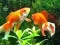 بازی Blue Fish Escape آنلاین
