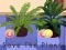 بازی Save the Plants آنلاین