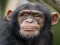 بازی Chimpanzee Jigsaw آنلاین