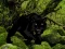 بازی Escape from Black Panther Forest آنلاین