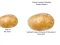بازی Potato Construct 2 Edition آنلاین