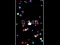 بازی Pop Ball آنلاین