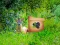بازی Return To Alsunga Forest آنلاین