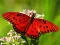 بازی Nature Jigsaw Puzzle Butterfly آنلاین
