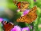 بازی Butterfly Slide آنلاین