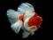 بازی Gold Fish Jigsaw Puzzle آنلاین