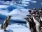 بازی Penguins Slide آنلاین