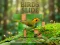 بازی Birds Slide آنلاین
