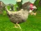 بازی Chicken Shooter آنلاین