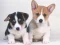 بازی Cute Puppies Puzzle آنلاین
