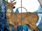 بازی Sniper Stag Hunter آنلاین