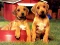 بازی Puppy Pairs Puzzle آنلاین