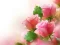 بازی Pink Roses آنلاین