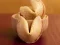 بازی Fortune Cookies آنلاین