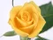 بازی Yellow Roses آنلاین