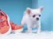 بازی Lovely Puppy Puzzle آنلاین