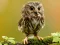 بازی Animal Hidden Stars آنلاین