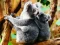 بازی Cute Baby Koala Bear آنلاین