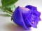 بازی Blue Roses آنلاین