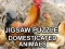 بازی Jigsaw Puzzle Domesticated Animals آنلاین