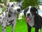 بازی Dog Simulator 3d آنلاین