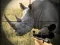 بازی Wild Rhino Hunter آنلاین