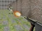 بازی Bullet Fire آنلاین