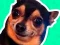بازی What meme dog are you ? آنلاین