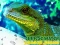 بازی Chinese Water Dragon Jigsaw آنلاین
