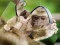 بازی Chimpanzee Jigsaw آنلاین
