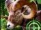 بازی Crazy Goat Hunter 2020 آنلاین