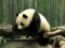 بازی Pandas Puzzle آنلاین
