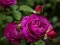 بازی Purple Roses آنلاین