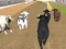 بازی Angry Bull Racing آنلاین