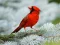 بازی Birds Puzzle آنلاین
