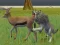 بازی Wolf Life Simulator آنلاین