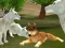 بازی Wild Wolves Hunger Attack آنلاین