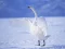 بازی Graceful Swans آنلاین