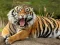 بازی Animals Jigsaw Puzzle Tiger آنلاین