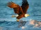 بازی Animals Jigsaw Puzzle Eagle آنلاین