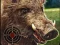بازی Boar Hunting Jigsaw آنلاین