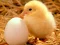 بازی Lovable Little Creatures Puzzle آنلاین